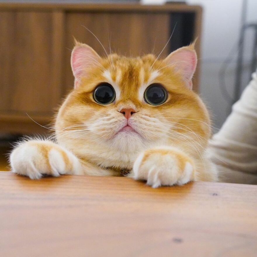 This Adorable Cat Looks Exactly Like Shrek's Puss In Boots, And The Internet Went Nuts For It This Adorable Cat Looks Exactly Like Shrek's Puss In Boots, And The Internet Went Nuts For It