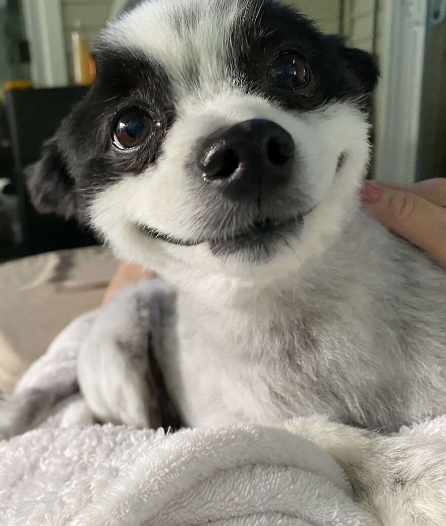 This Little Dog Seems Like It's Always Smiling, And The Internet Can't Get Enough Of It