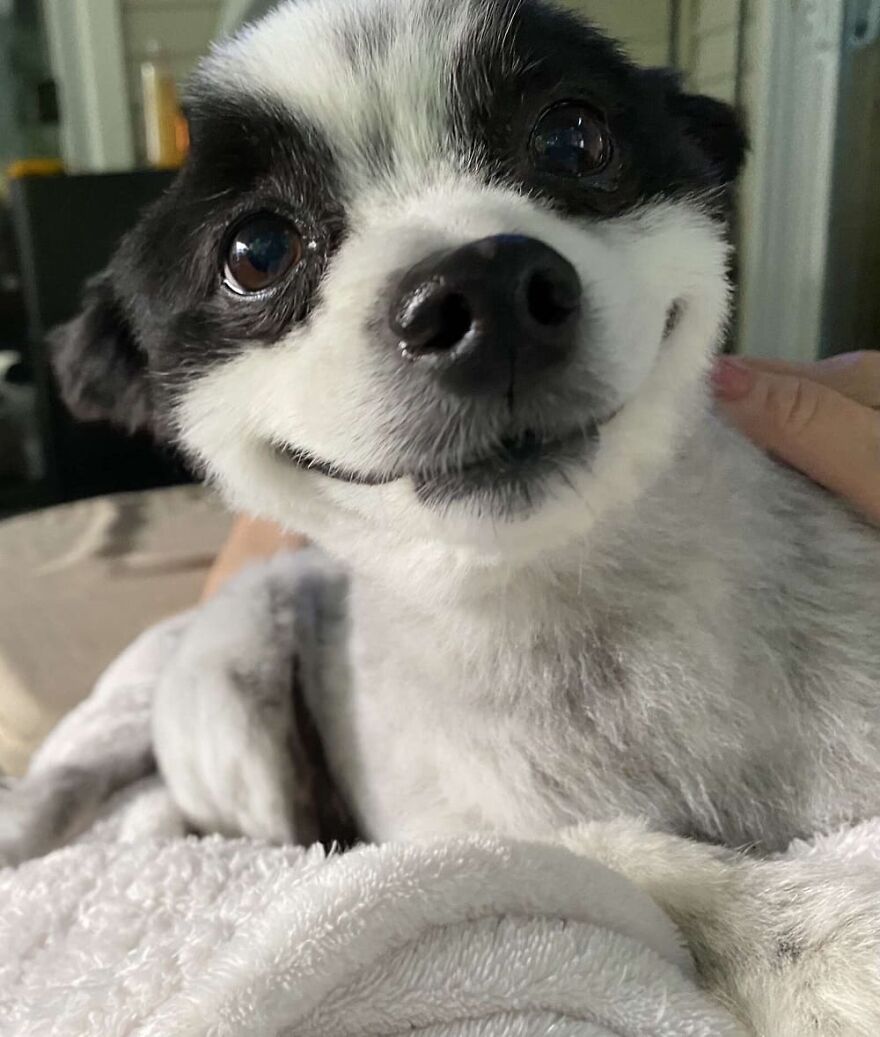 This Little Dog Seems Like It's Always Smiling, And The Internet Can't Get Enough Of It This Little Dog Seems Like It's Always Smiling, And The Internet Can't Get Enough Of It
