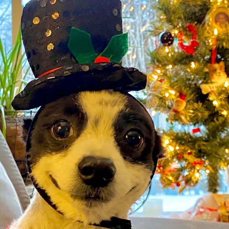This Little Dog Seems Like It's Always Smiling, And The Internet Can't Get Enough Of It This Little Dog Seems Like It's Always Smiling, And The Internet Can't Get Enough Of It
