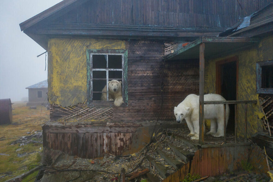 Russian Photographer Takes Photos Of Polar Bears That Took Over Abandoned Buildings Russian Photographer Takes Photos Of Polar Bears That Took Over Abandoned Buildings