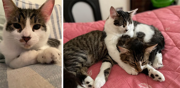 My Wife And I Adopted These Two Beautiful Fiv+ 6 Month Old Cats. Nobody Else Wanted To Rescue Them