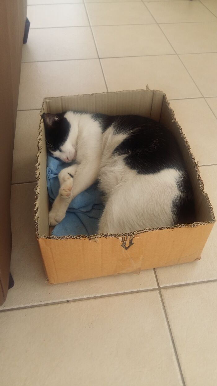 My Cutie In His Box