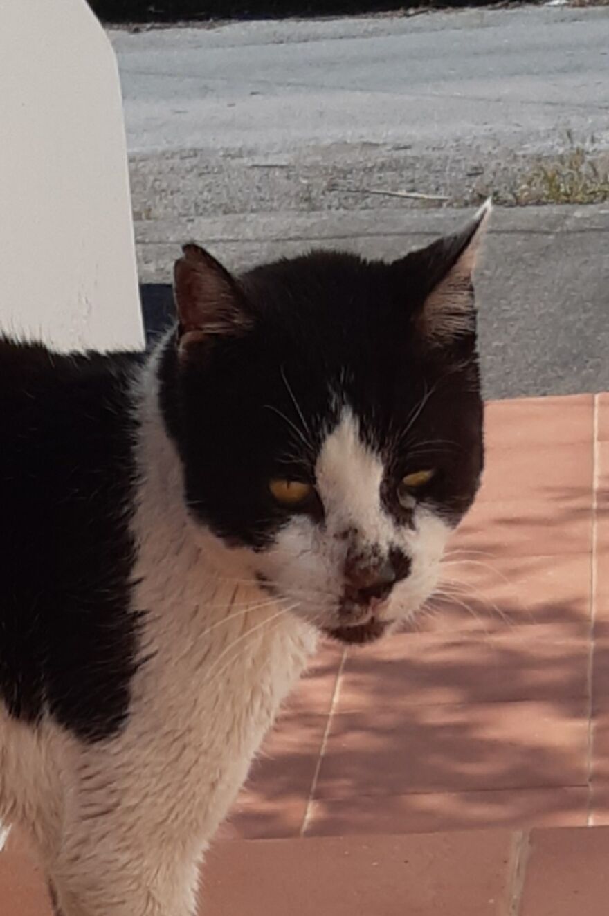 Stray Cat Adopted Me