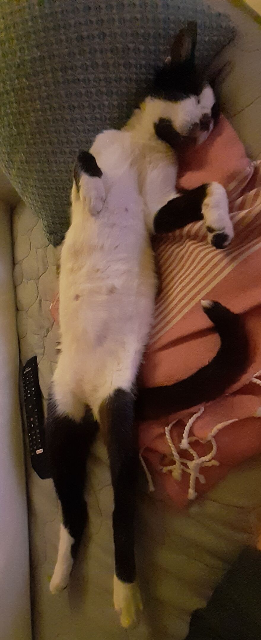 Stray Cat Adopted Me