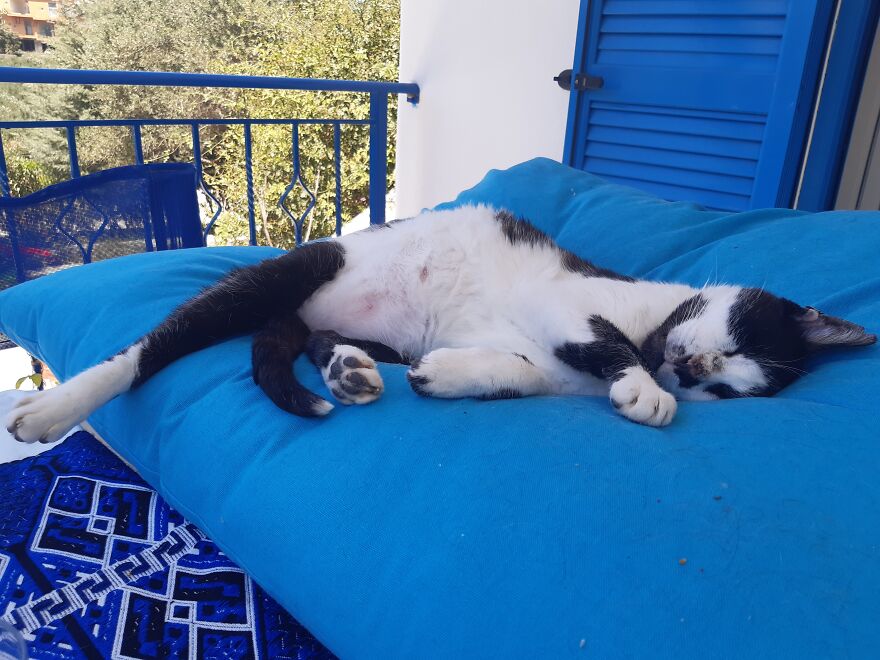 Stray Cat Adopted Me