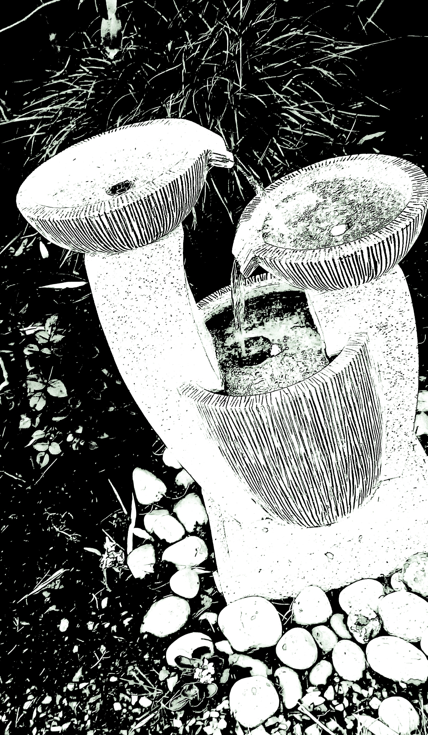 I Took Pictures Of My Friend’s Garden. I Edited Them And Was Able To Make 5 Of My Friends Think I Drew Them.