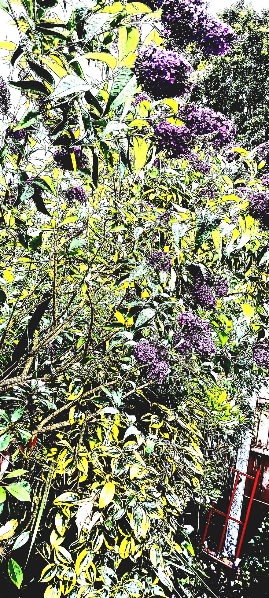 I Took Pictures Of My Friend's Garden. I Edited Them And Was Able To Make 5 Of My Friends Think I Drew Them.