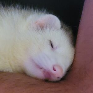 randykristareitz avatar