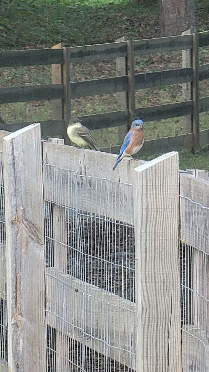 Eastern Phoebe And Bluebird On My Fence