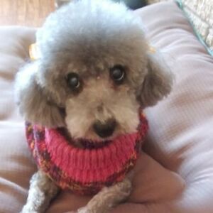 roseliamandujano avatar