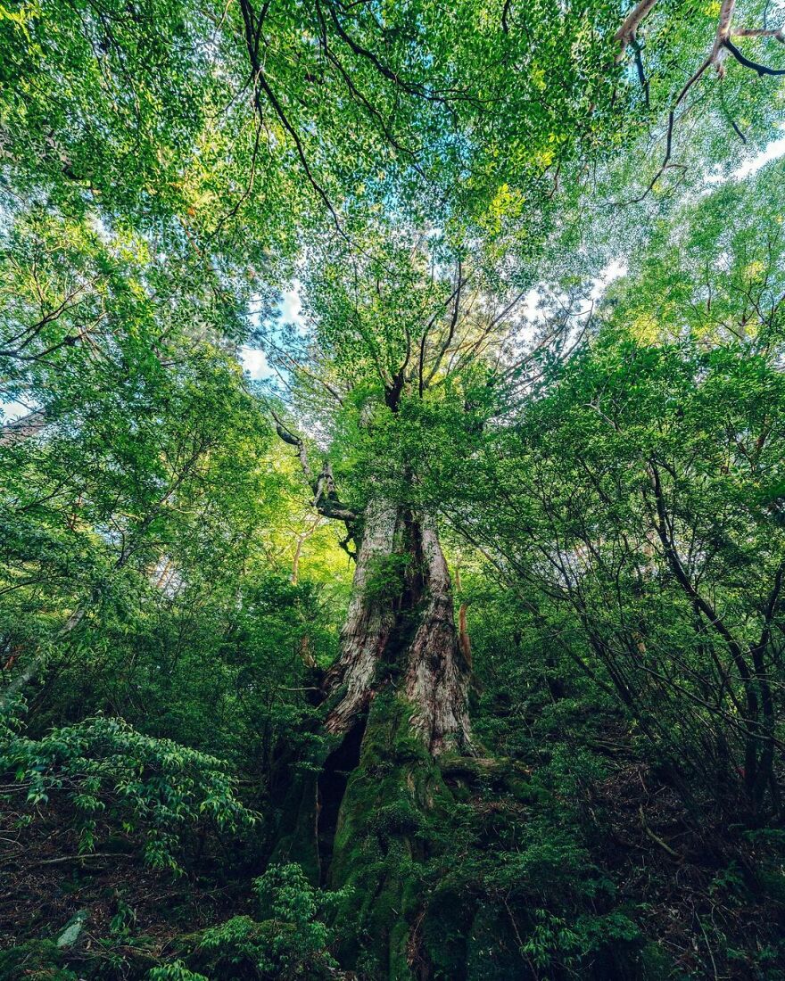 I Photographed The Ancient "Princess Mononoke" Forest