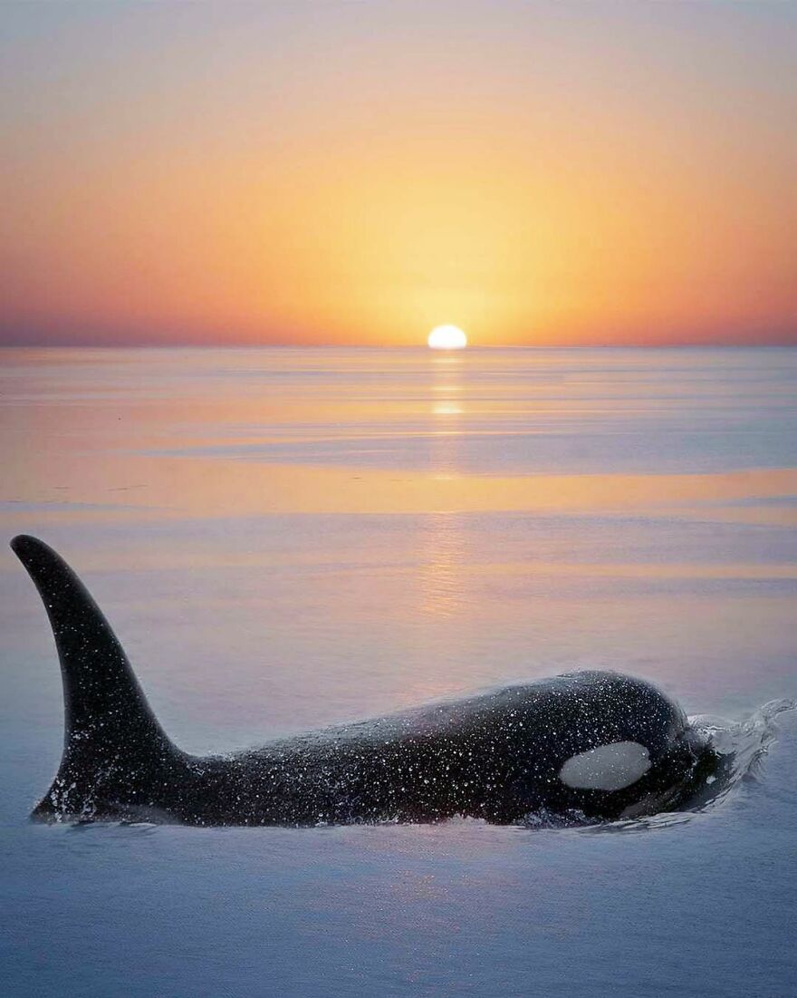 Photographer Combines Whales And The Sunset, Resulting In True Works Of Art In Our Eyes