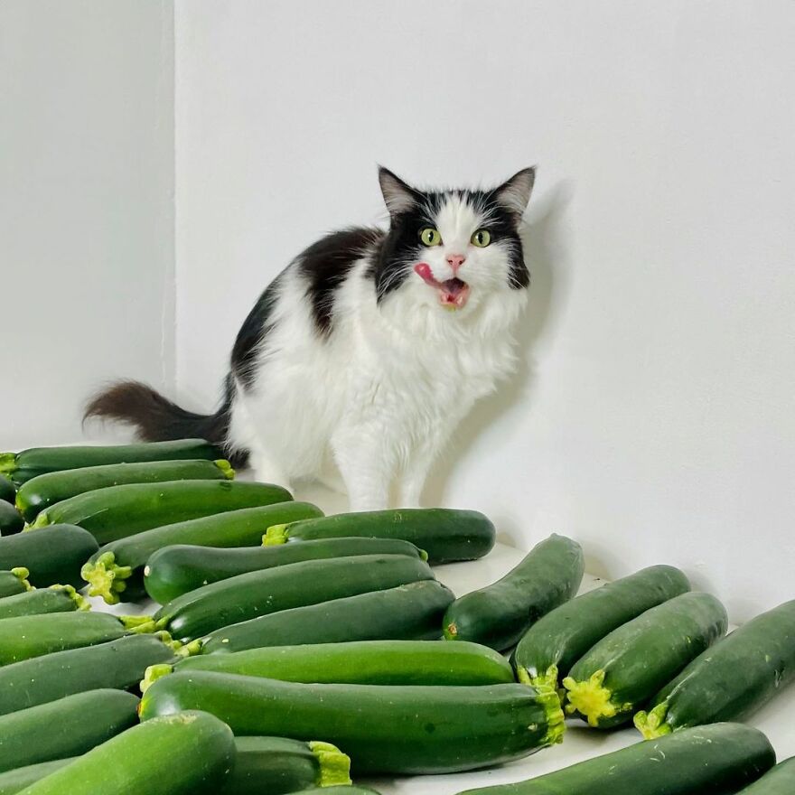 This Cat From Finland Loves Munching On Cucumbers