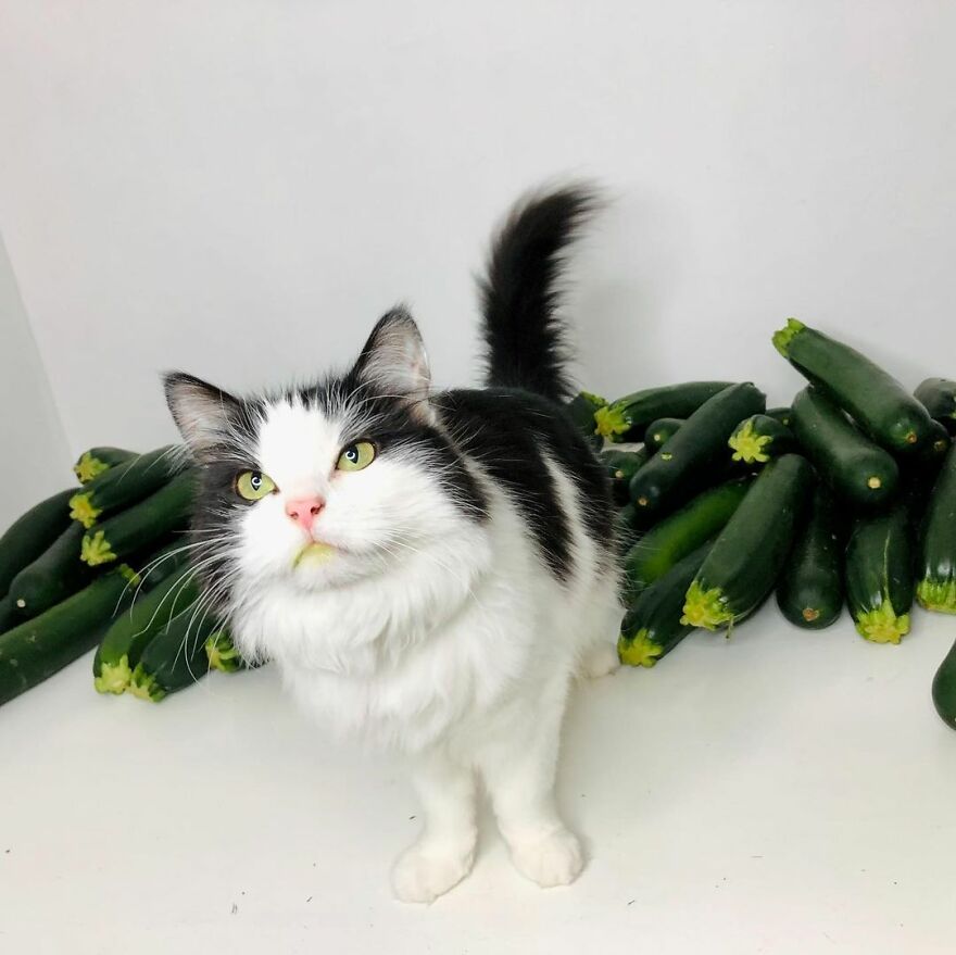 This Cat From Finland Loves Munching On Cucumbers This Cat From Finland Loves Munching On Cucumbers