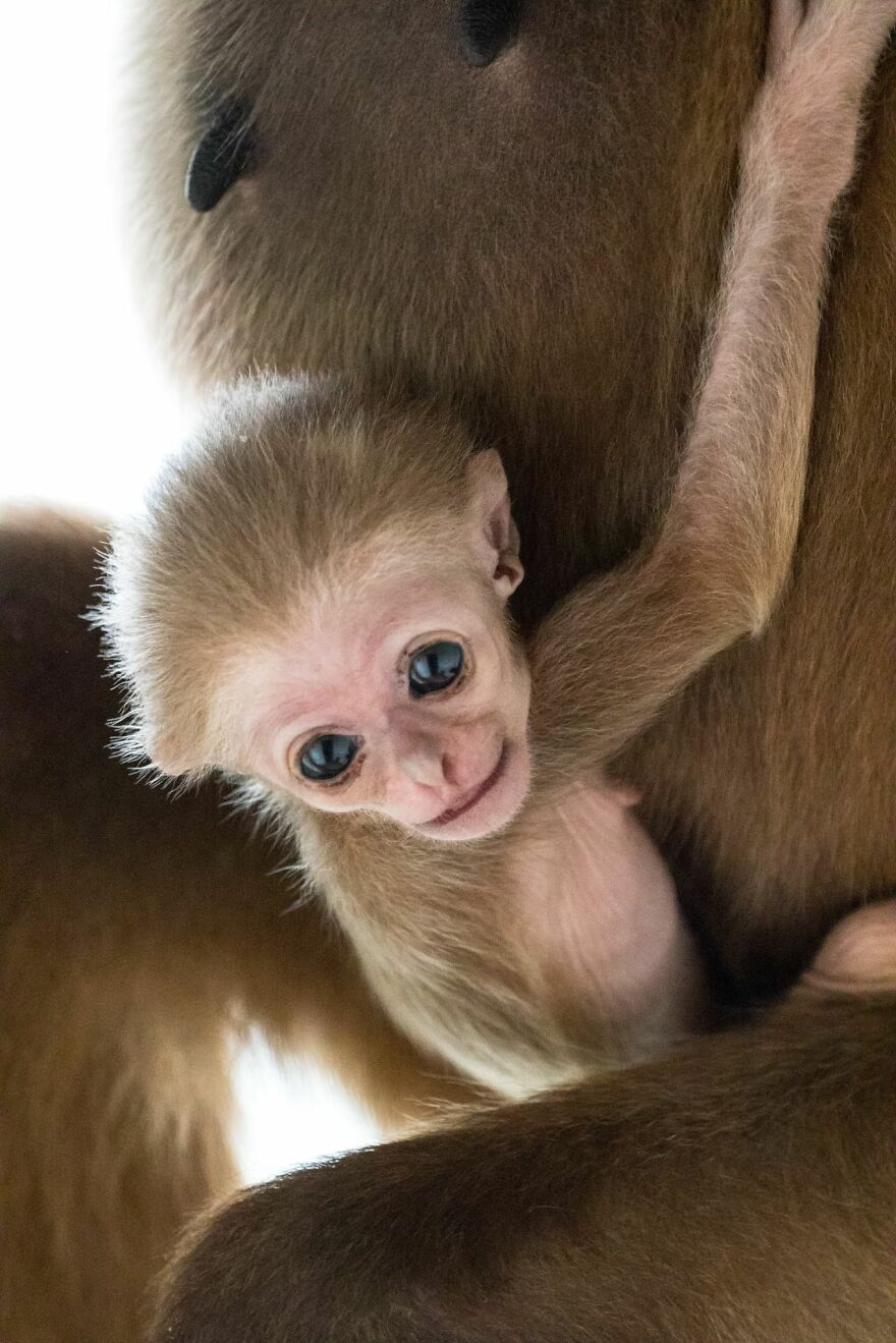 Another Baby Gibbon Was Born In The Skopje Zoo - A Rarity Both In Nature And In The Zoo Another Baby Gibbon Was Born In The Skopje Zoo - A Rarity Both In Nature And In The Zoo