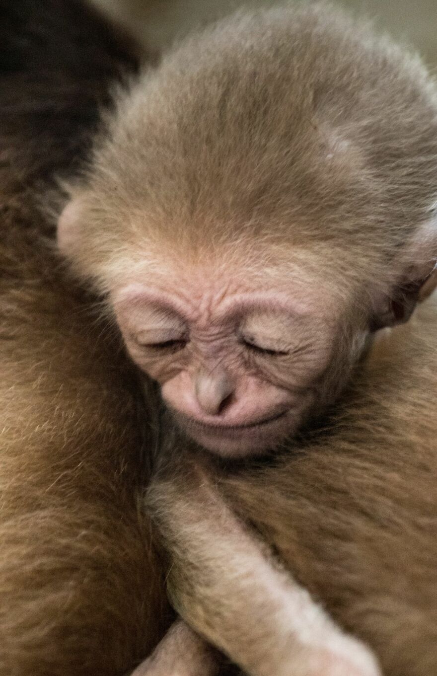 Another Baby Gibbon Was Born In The Skopje Zoo - A Rarity Both In Nature And In The Zoo Another Baby Gibbon Was Born In The Skopje Zoo - A Rarity Both In Nature And In The Zoo