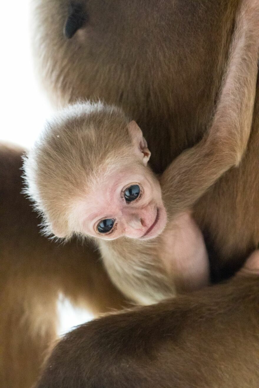 Another Baby Gibbon Was Born In The Skopje Zoo - A Rarity Both In Nature And In The Zoo Another Baby Gibbon Was Born In The Skopje Zoo - A Rarity Both In Nature And In The Zoo