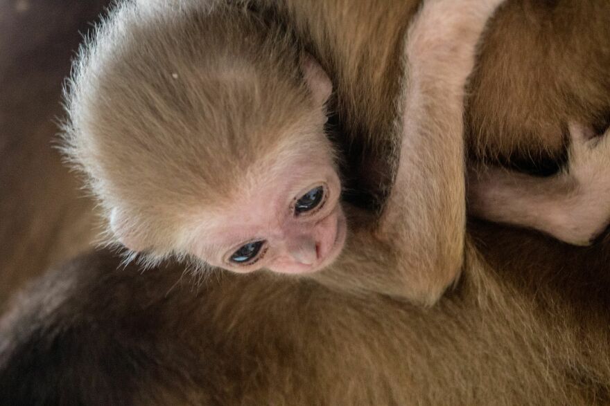 Another Baby Gibbon Was Born In The Skopje Zoo - A Rarity Both In Nature And In The Zoo Another Baby Gibbon Was Born In The Skopje Zoo - A Rarity Both In Nature And In The Zoo