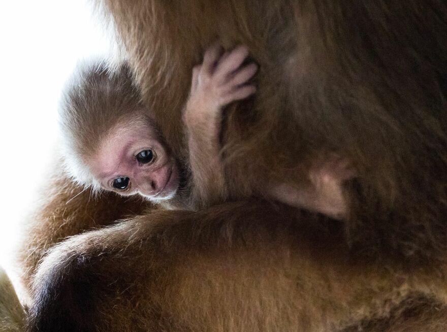 Another Baby Gibbon Was Born In The Skopje Zoo - A Rarity Both In Nature And In The Zoo Another Baby Gibbon Was Born In The Skopje Zoo - A Rarity Both In Nature And In The Zoo