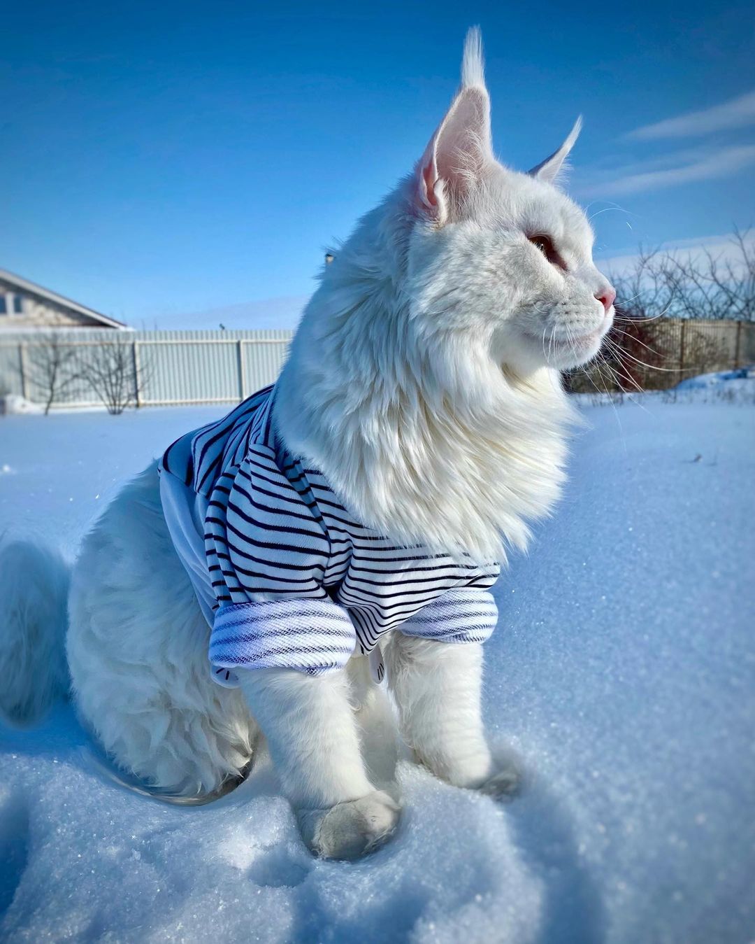 Maine Coon cat in a striped shirt sitting on snow, with a large size resembling a dog. Maine Coon cat in a striped shirt sitting on snow, with a large size resembling a dog.