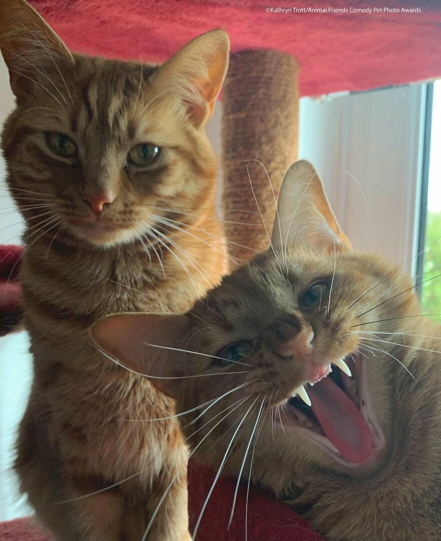 Cat Category Winner – Our Fabulous Feline Friends