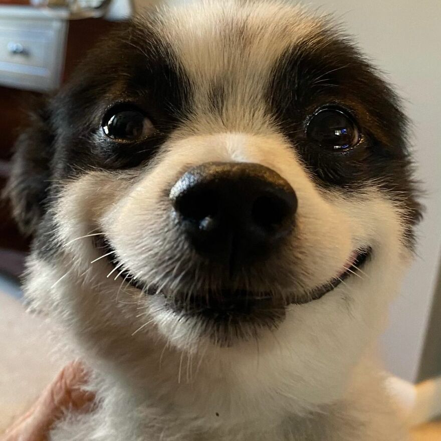 This Little Dog Seems Like It's Always Smiling, And The Internet Can't Get Enough Of It This Little Dog Seems Like It's Always Smiling, And The Internet Can't Get Enough Of It