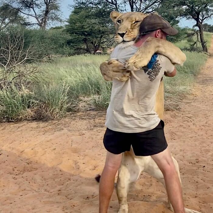 This Lioness Repays Her Caregiver Of 10 Years With Hugs And Cuddles