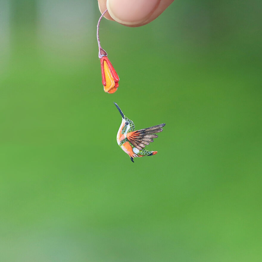 Gorgeted Woodstar Hummingbird