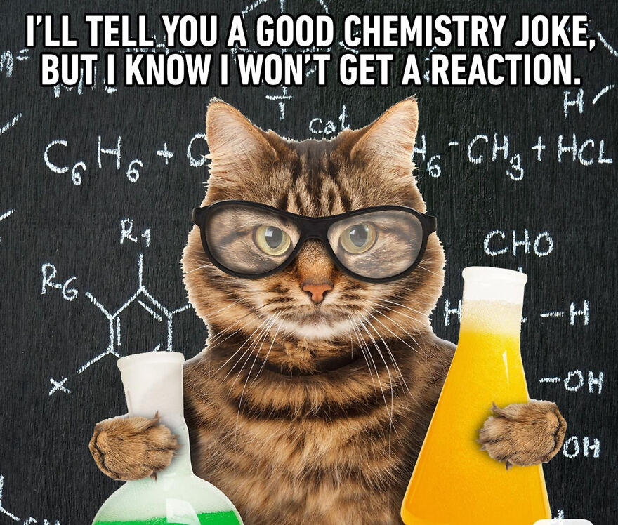 Cat Memes That Just Have To Be Shared