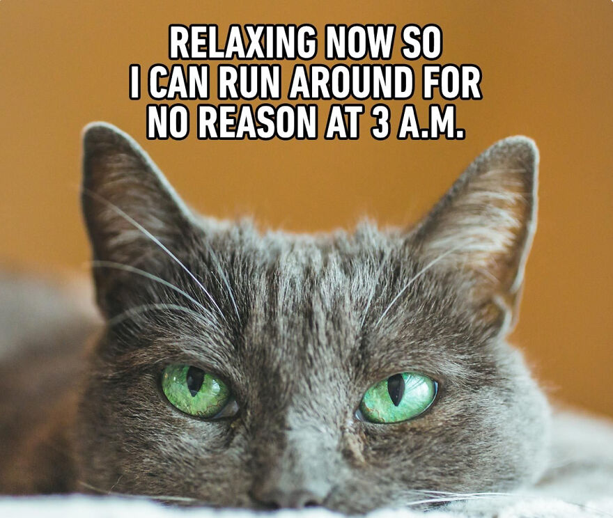 Cat Memes That Just Have To Be Shared