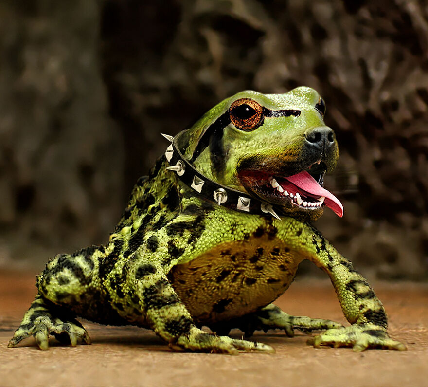 Digital Artists Are Challenged To Photoshop Frogs And Here Are The 30 Best Images