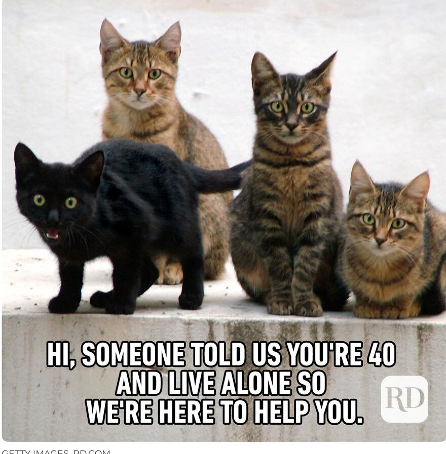 Cat Memes That Just Have To Be Shared