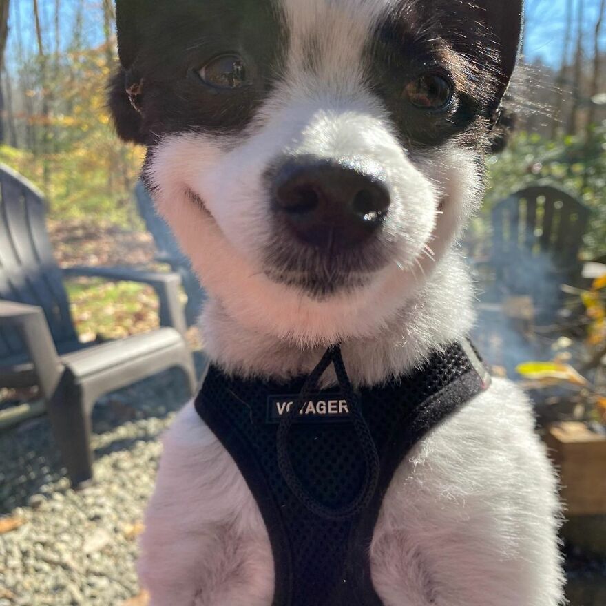 This Little Dog Seems Like It's Always Smiling, And The Internet Can't Get Enough Of It This Little Dog Seems Like It's Always Smiling, And The Internet Can't Get Enough Of It