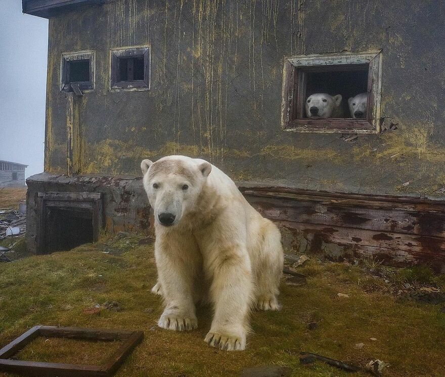 Russian Photographer Takes Photos Of Polar Bears That Took Over Abandoned Buildings Russian Photographer Takes Photos Of Polar Bears That Took Over Abandoned Buildings