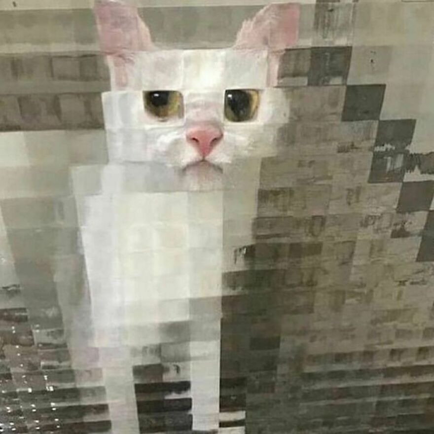 40 Cutest And Loveliest Cats To Make Your Day