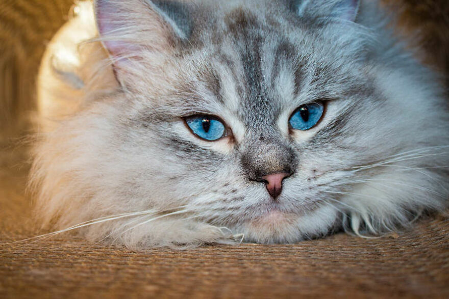 40 Cutest And Loveliest Cats To Make Your Day