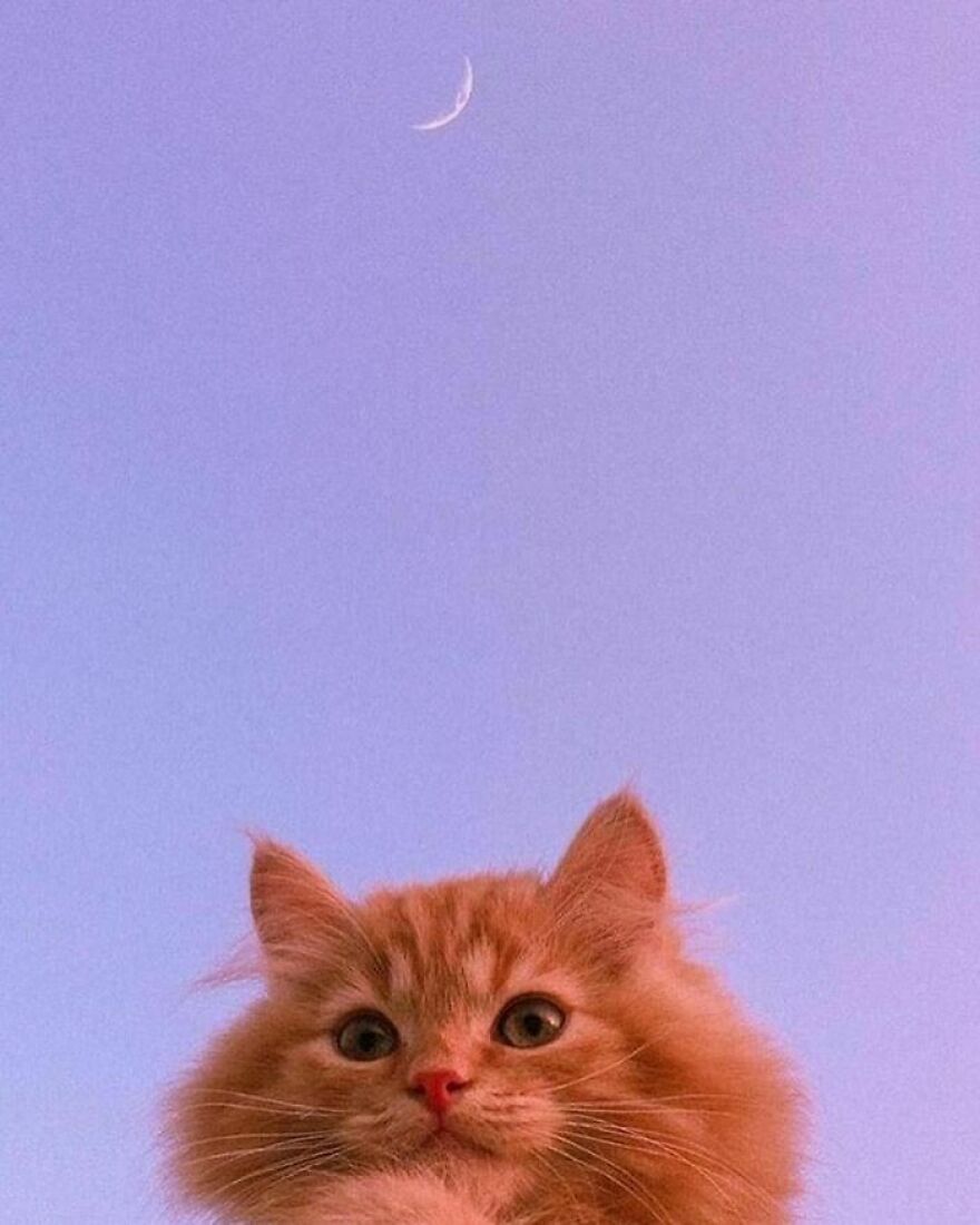 40 Cutest And Loveliest Cats To Make Your Day