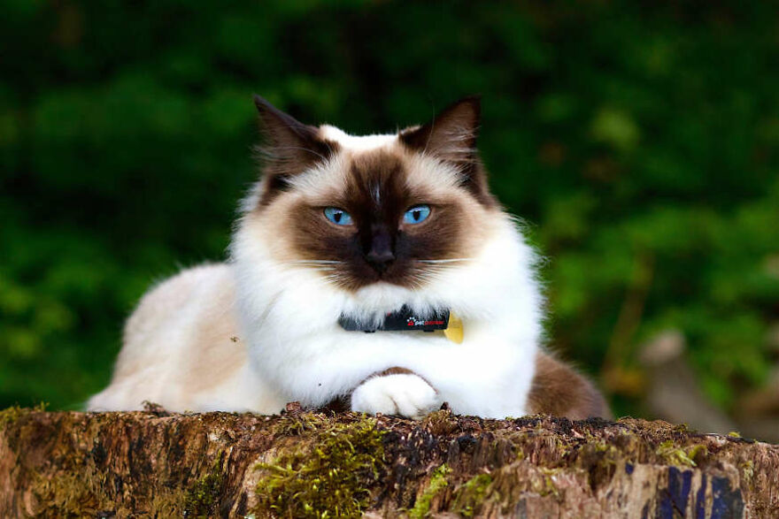 40 Cutest And Loveliest Cats To Make Your Day