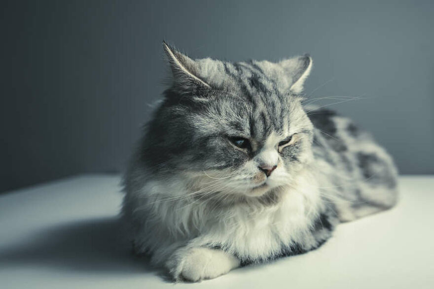 40 Cutest And Loveliest Cats To Make Your Day