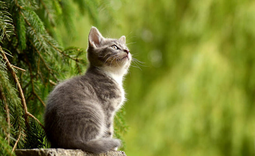 40 Cutest And Loveliest Cats To Make Your Day