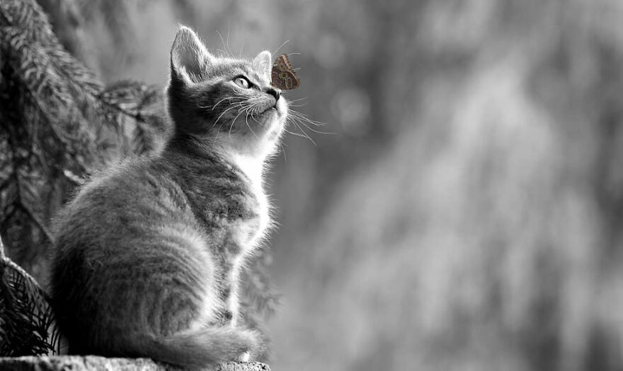 40 Cutest And Loveliest Cats To Make Your Day