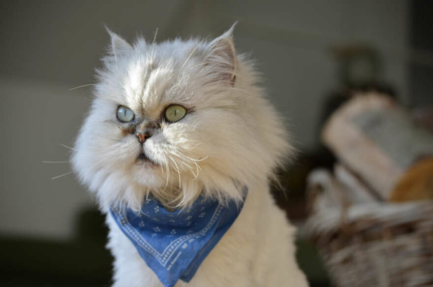 40 Cutest And Loveliest Cats To Make Your Day