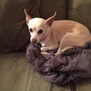 carole_mackenzie avatar