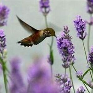 lisa_bishop97 avatar