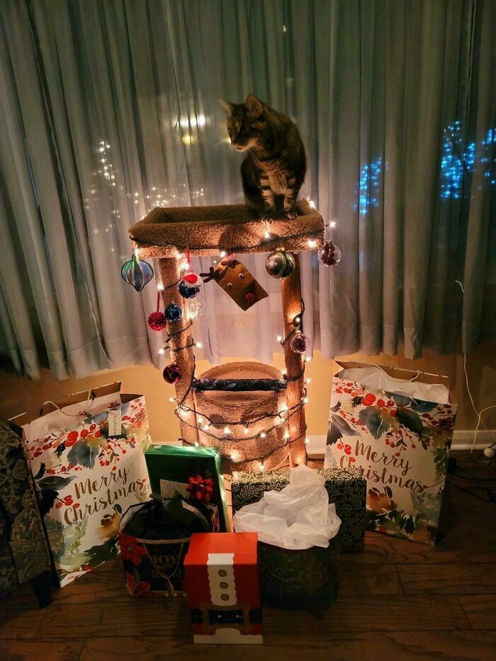 My Husband And I Didn't Put Up A Tree This Year, The First Time In 52 Years. As Gifts Came In I Realized That We Were Putting Them Around The Cat Tree So We Decorated It