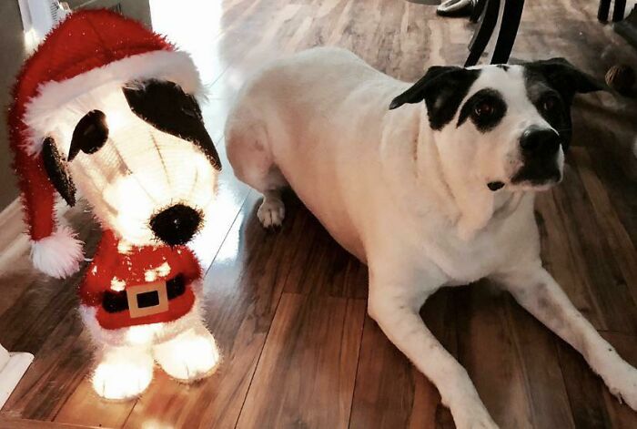 I Decorated A Snoopy Christmas Statue To Look Like My Dog