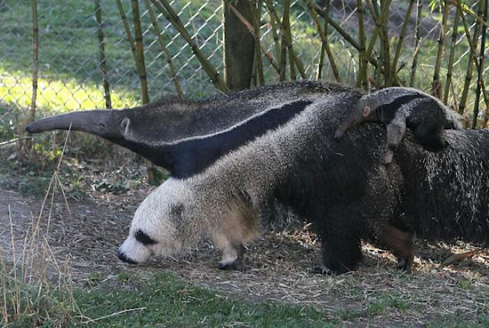 An Average Picture Of Anteater Carrying Its Baby