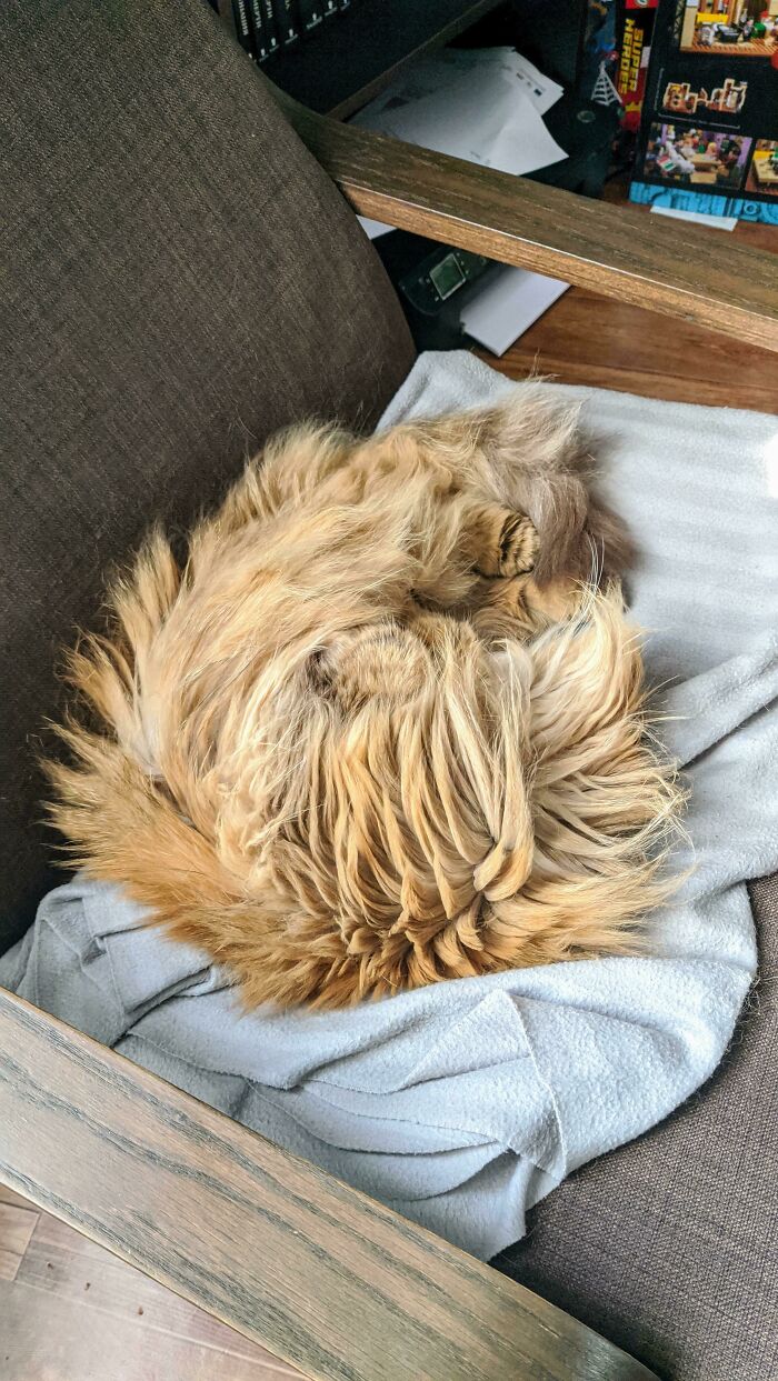 Sometimes My Cat Turns Into A One Giant Ball Of Fur. Good Luck Seeing What's What Here