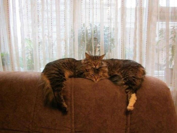 Two Headed Muscular Cat